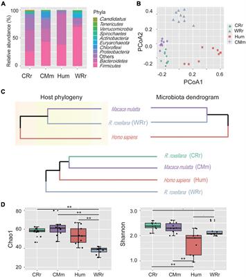 <mark class="highlighted">Captivity</mark> Influences the Gut Microbiome of Rhinopithecus roxellana